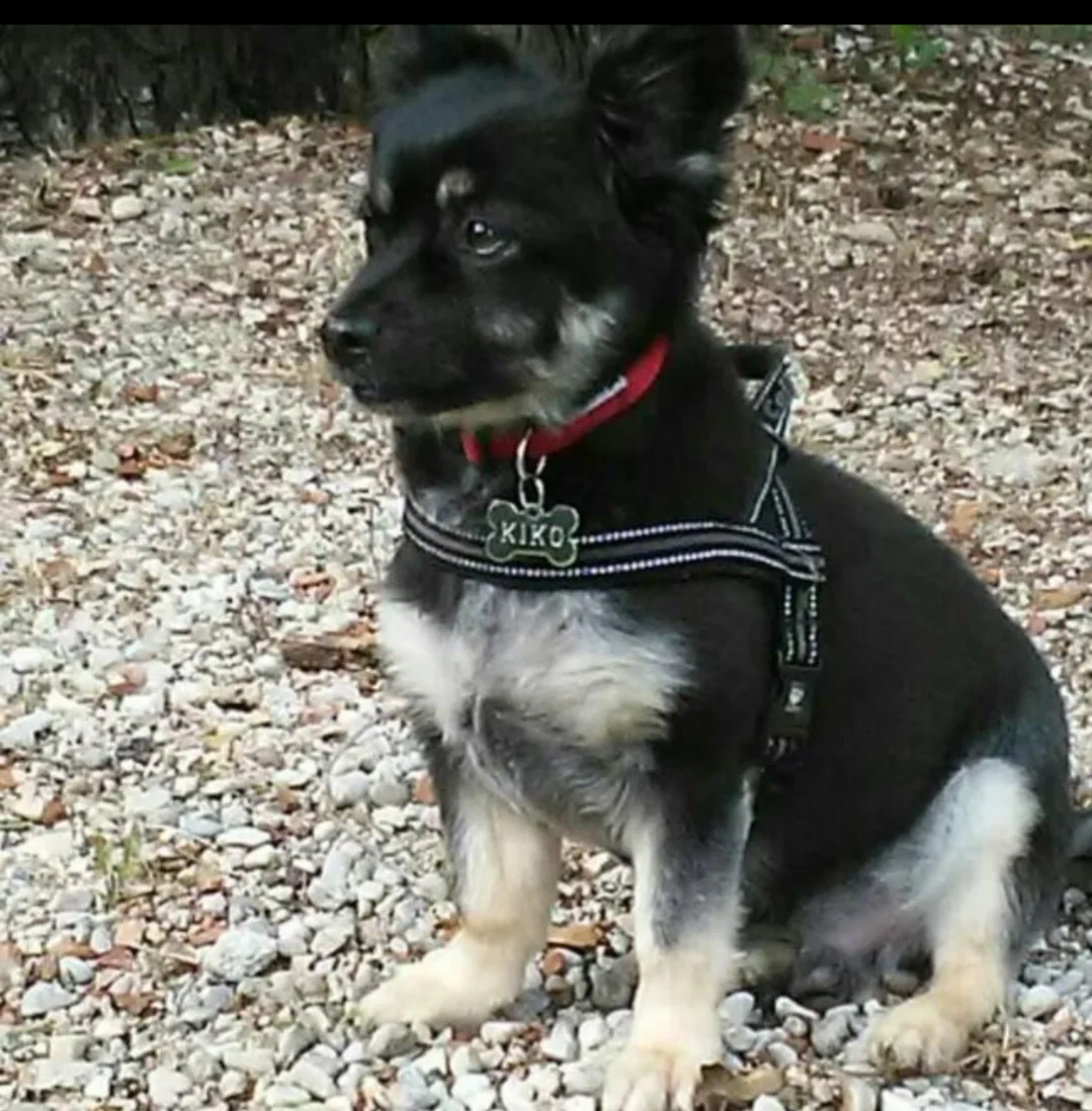 Kiko