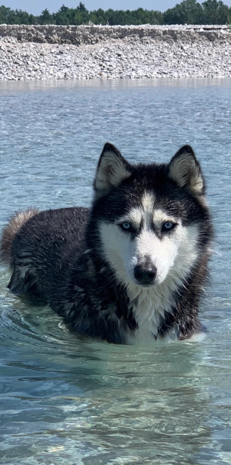 Stella